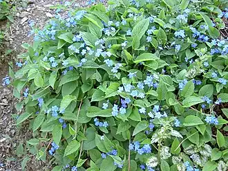 Kaukasisch vergeet-mij-nietje