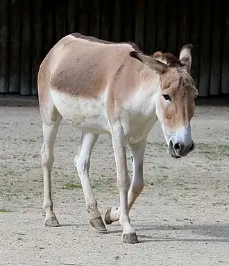 Perzische onager