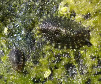 Onchidella marginata