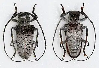 Oncideres cephalotes