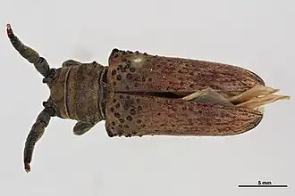 Oncideres crassicornis