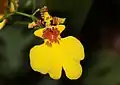 Oncidium varicosum