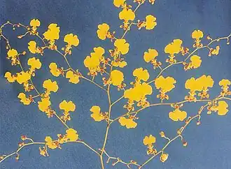 Bochtige jaguarbloem