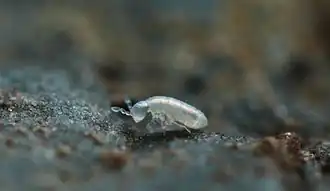 Oncopodura crassicornis