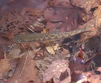 Oncorhynchus masou macrostomus