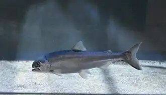 Oncorhynchus kawamurae