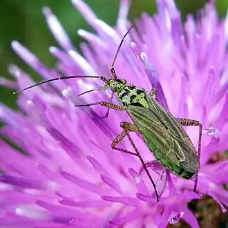 Oncotylus viridiflavus