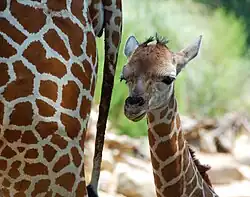 Netgiraffe, jong Willow met moeder Juno