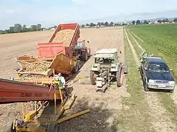 Uitladen van ajuinen op droge akker