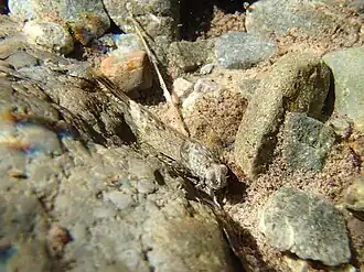 Oniscigaster distans