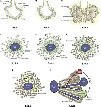 Ontogenese van de embryonale lever. Leverontwikkeling wordt geïnitieerd met de vorming van het leverdivertikel bij de muis op E8,5 dag