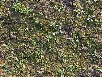 Slijkgroen-associatie in de Klompenwaard