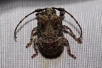 Onychocerus aculeicornis