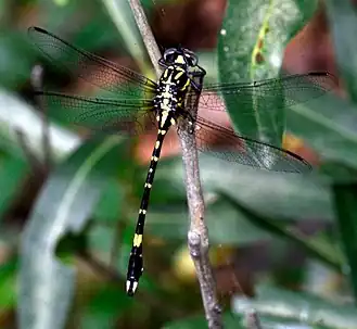 Lamelligomphus nilgiriensis