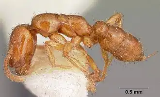 Onychomyrmex mjobergi