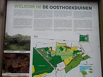 Oosthoekduinen