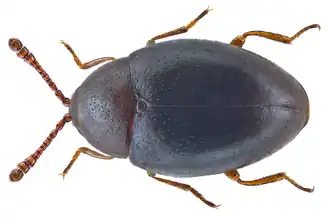 Ootypus globosus
