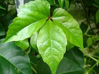 Parthenocissus dalzielii