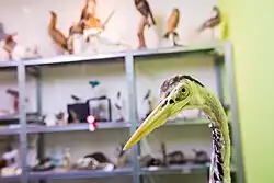 Taxidermie in het Natuurmuseum Fryslân