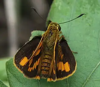 Cephrenes chrysozona