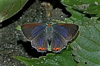 Heliophorus indicus