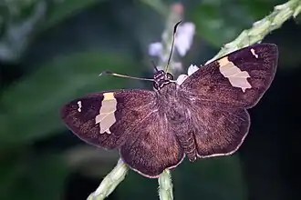 Celaenorrhinus dhanada