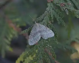 Operophtera bruceata