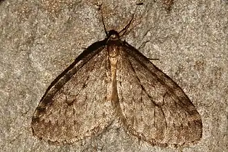 Operophtera occidentalis