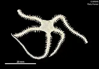 Ophiacantha antarctica