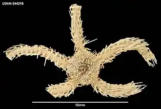 Ophiacantha densispina