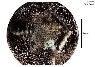 Ophiacantha longispina