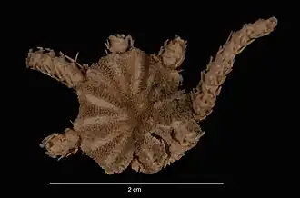 Ophiacantha opulenta