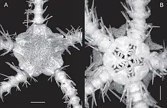 Ophiacantha pentacrinus