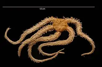 Ophiacantha pentactis