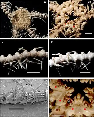 Ophiacantha rhachophora