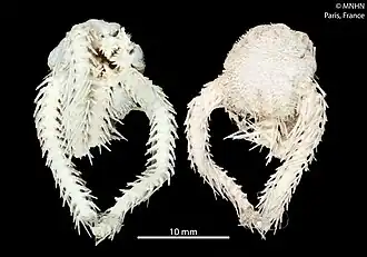 Ophiacantha spinifera