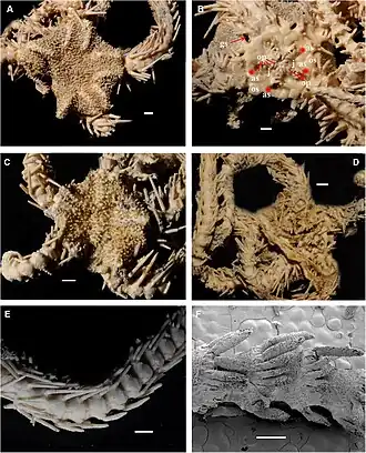 Ophiacantha trachybactra