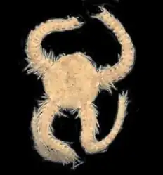 Ophiacantha varispina