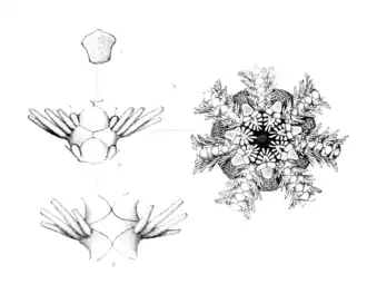 Ophiacantha vivipara