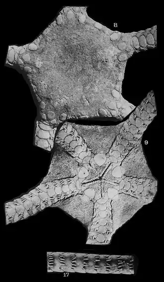 Ophiarachnella africana