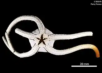 Ophiarachnella angulata