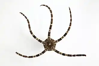 Ophiarachnella ramsayi