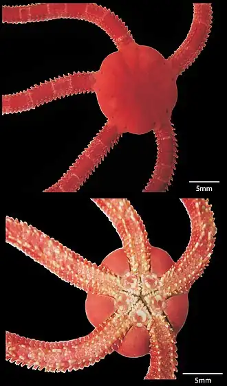 Ophiarachnella septemspinosa