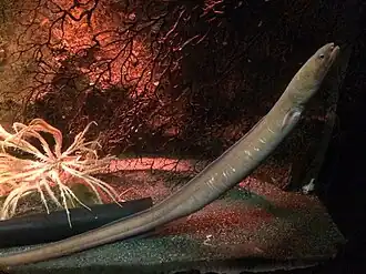 Ophichthus urolophus