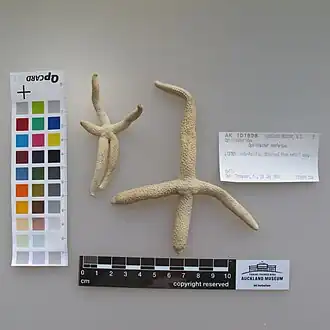 Ophidiaster confertus