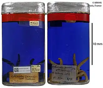 Ophidiaster cribrarius