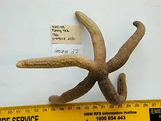 Ophidiaster kermadecensis