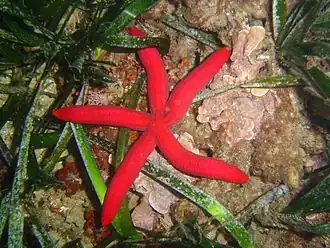 Ophidiaster ophidianus