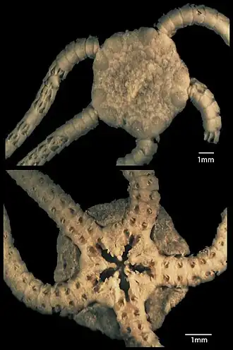 Ophiernus quadrispinus