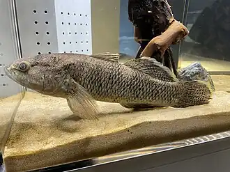 Ophiocara porocephala